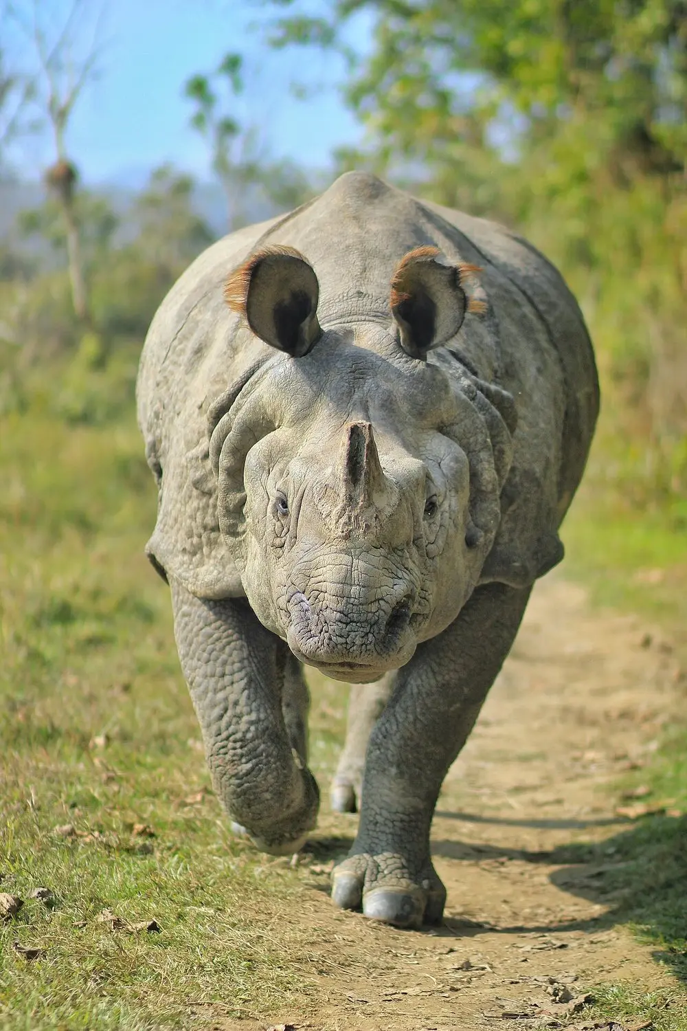 A greater one-horned rhinoceros walking toward the camera along a grassy track.