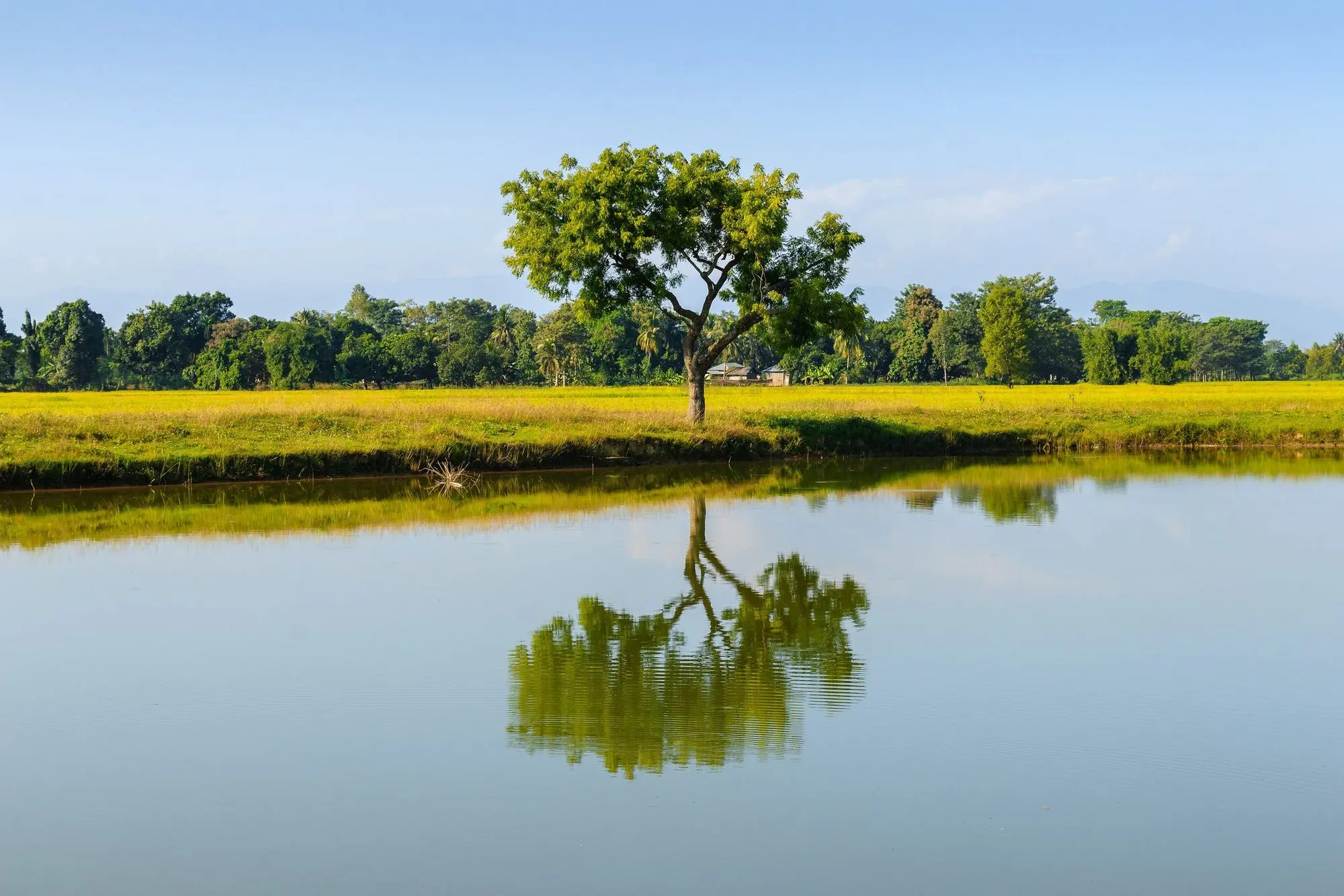 A lone tree on flat green farmland, reflected in a still pond under a clear blue sky.